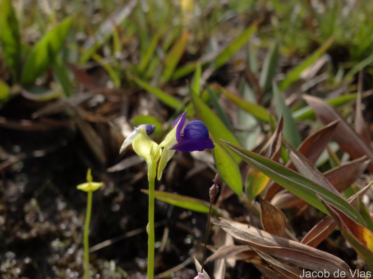 Utricularia polygaloides Edgew.